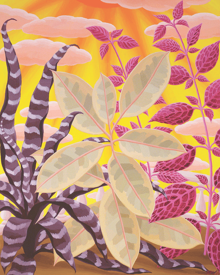 Variegated-Rubber-Plant